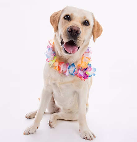 Pets photo book